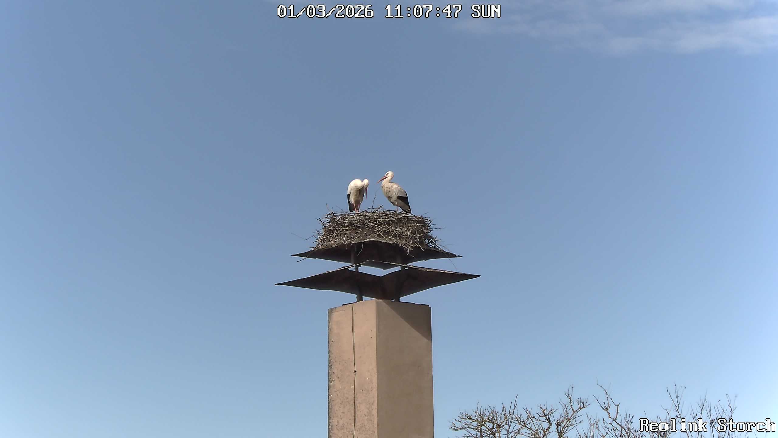Storchencam Bild